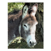 ロバの挨拶カード (正面)