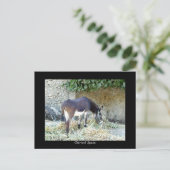 ロバスペインのー ポストカード (スタンド正面)