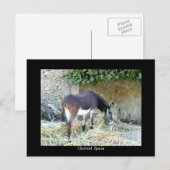 ロバスペインのー ポストカード (正面/裏面)