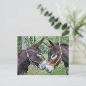 ロバフレンドリーー2 ポストカード (スタンド正面)