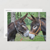 ロバフレンドリーー2 ポストカード (正面/裏面)