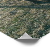 ロバ兄弟 ポスター (角)