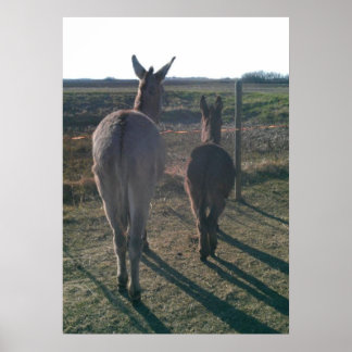 ロバ兄弟 ポスター