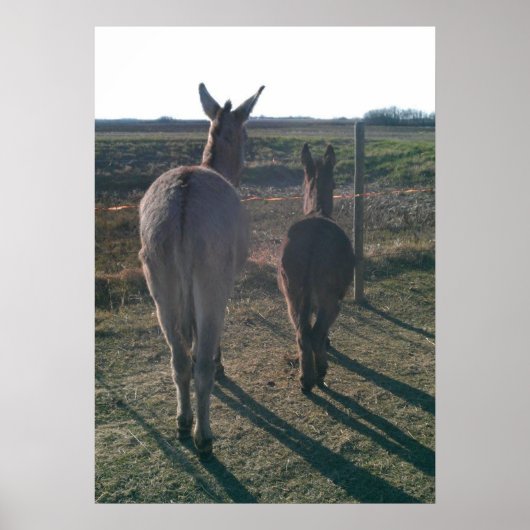 ロバ兄弟 ポスター (正面)