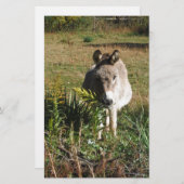 ロバ狩り黄色い秋の野草 便箋 (正面/裏面)