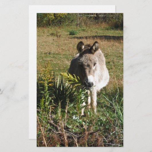 ロバ狩り黄色い秋の野草 便箋 (正面/裏面)