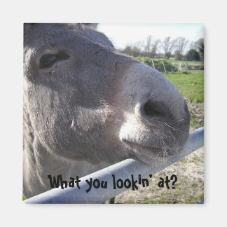 ロバ磁石 マグネット