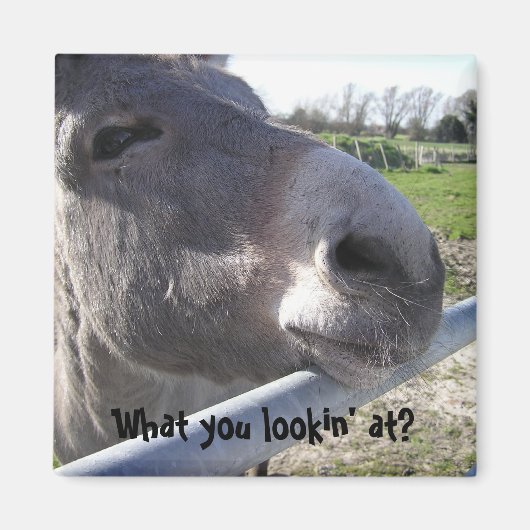 ロバ磁石 マグネット (正面)