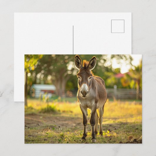 ロバ葉書 ポストカード (正面/裏面)