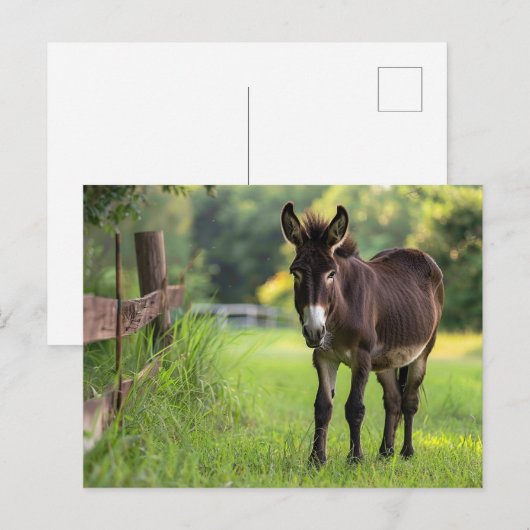 ロバ葉書 ポストカード (正面/裏面)