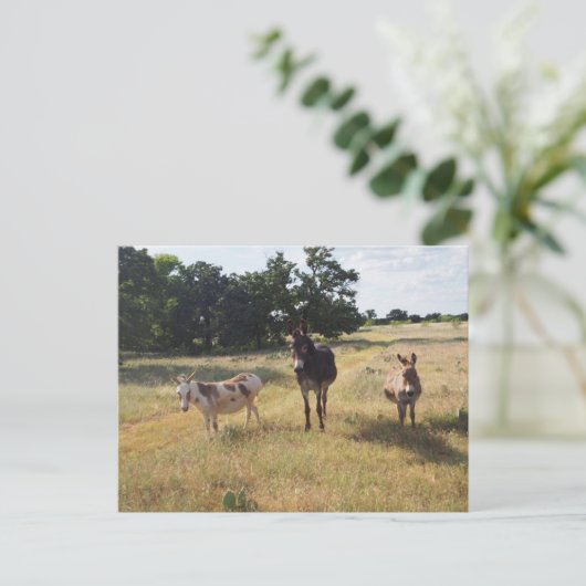 ロバ葉書 ポストカード (スタンド正面)