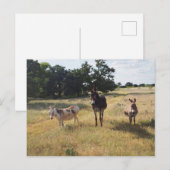 ロバ葉書 ポストカード (正面/裏面)