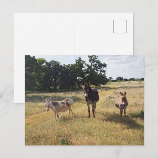 ロバ葉書 ポストカード (正面/裏面)