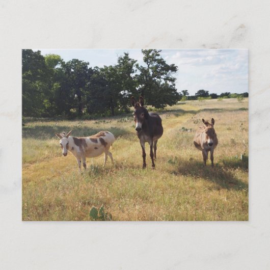 ロバ葉書 ポストカード (正面)