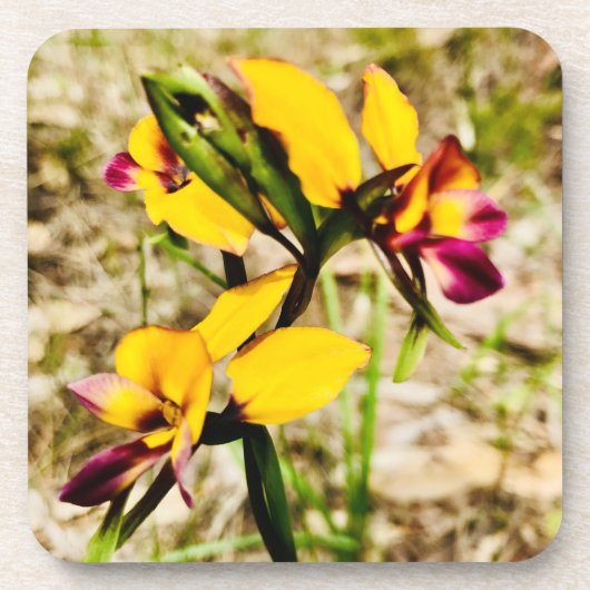 ロバ蘭 コースター (正面)