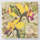 ロバ蘭 ストーンコースター (正面)