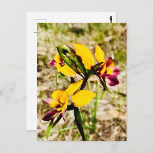 ロバ蘭 ポストカード (正面/裏面)