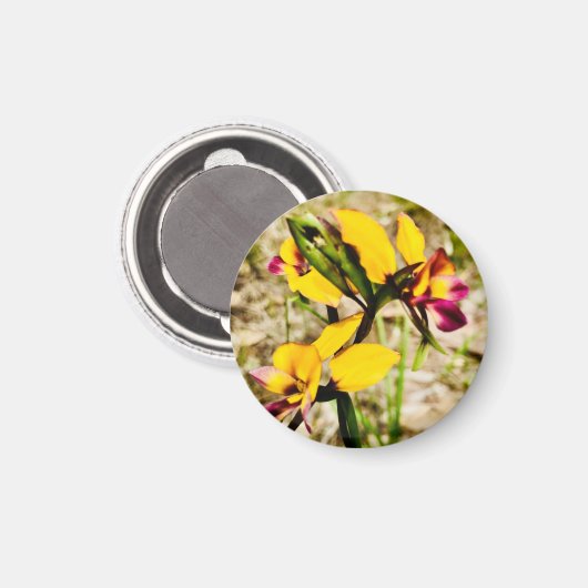 ロバ蘭 マグネット (正面/裏面)