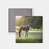 ロバ、アシヌス、ジャカス、ラバ、バロ、ワイルドバ マグネット (正面/裏面)