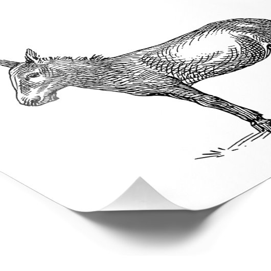 ロバ フォトプリント            (角)