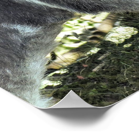 ロバ ポスター (角)