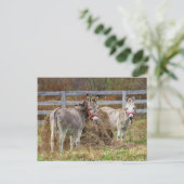 ロバ ポストカード (スタンド正面)