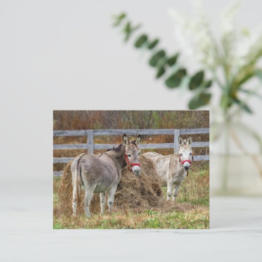 ロバ ポストカード (スタンド正面)