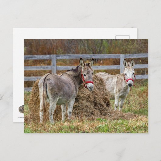 ロバ ポストカード (正面/裏面)