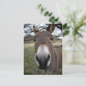 ロバ ポストカード (スタンド正面)