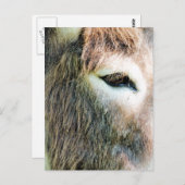 ロバ ポストカード (正面/裏面)