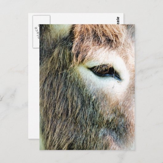 ロバ ポストカード (正面/裏面)