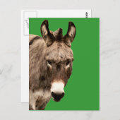 ロバ ポストカード (正面/裏面)