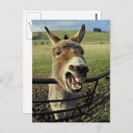 ロバ ポストカード (正面/裏面)