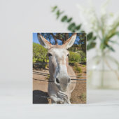 ロバ ポストカード (スタンド正面)