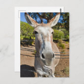 ロバ ポストカード (正面/裏面)