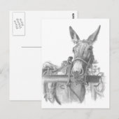 ロバ ポストカード (正面/裏面)