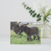 ロバ ポストカード (スタンド正面)