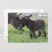 ロバ ポストカード (正面/裏面)