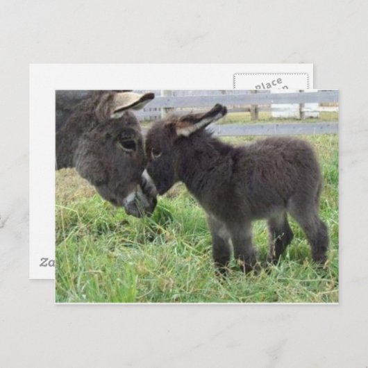 ロバ ポストカード (正面/裏面)