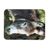 ロバ マグネット (横)