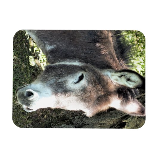 ロバ マグネット (横)