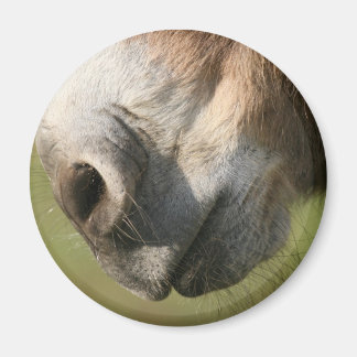 ロバ マグネット