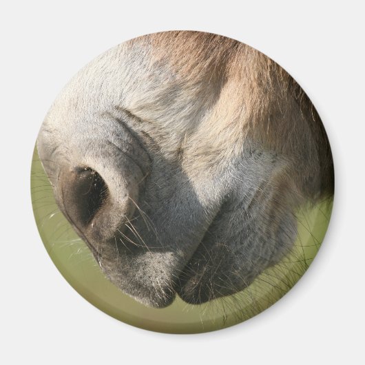 ロバ マグネット (正面)