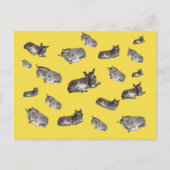 ロバ・マニア ポストカード (正面)