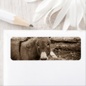 ロバ ラベル (インサイチュ)