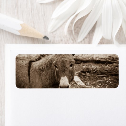 ロバ ラベル (インサイチュ)