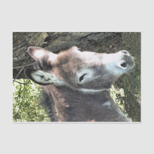 ロバ 薄葉紙 (正面)