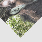 ロバ 薄葉紙 (詳細)