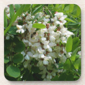 ロビニア白花 コースター (正面)