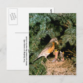 ロビンとひな ポストカード (正面/裏面)